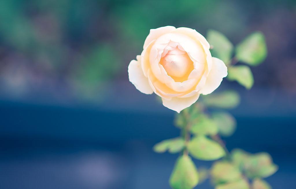 Bed Of Roses Βίλα Apollo Bay Εξωτερικό φωτογραφία