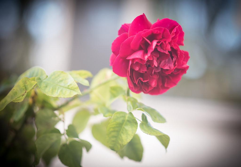 Bed Of Roses Βίλα Apollo Bay Εξωτερικό φωτογραφία