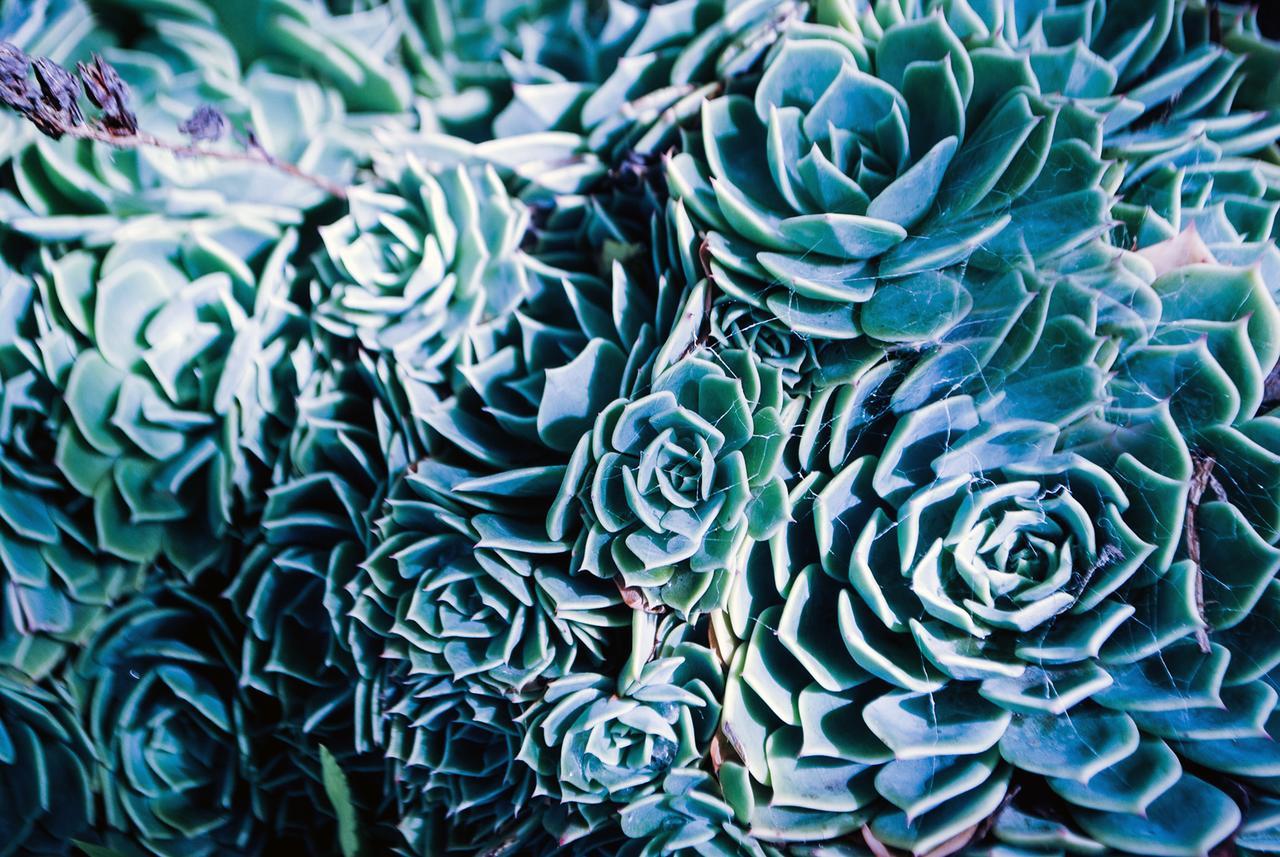 Bed Of Roses Βίλα Apollo Bay Εξωτερικό φωτογραφία