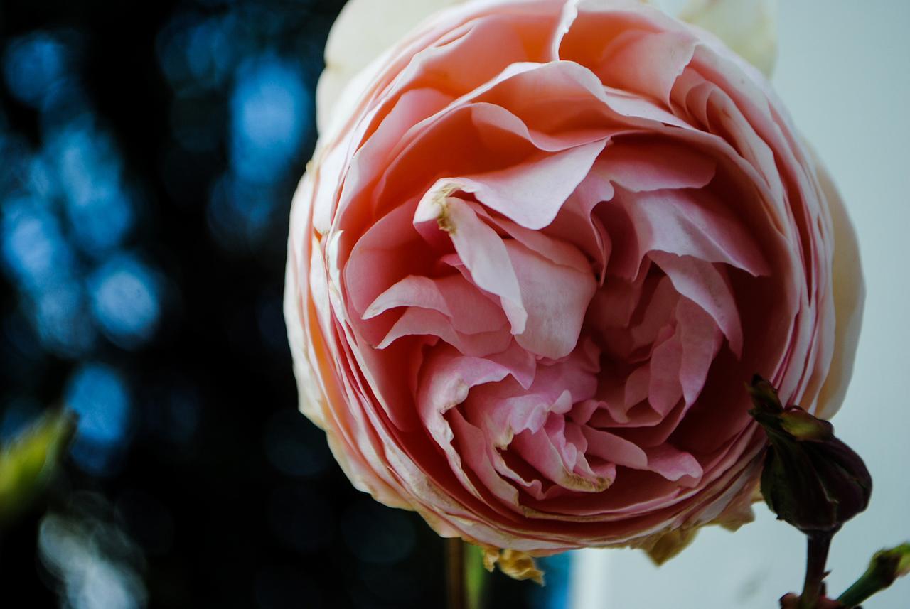 Bed Of Roses Βίλα Apollo Bay Εξωτερικό φωτογραφία